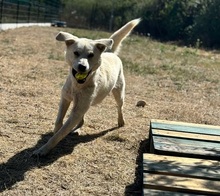 AMOR, Hund, Mischlingshund in Slowakische Republik - Bild 8