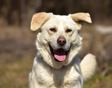 AMOR, Hund, Mischlingshund in Slowakische Republik - Bild 9