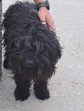 APOR, Hund, Puli-Mix in Ungarn - Bild 1