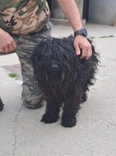 APOR, Hund, Puli-Mix in Ungarn - Bild 2