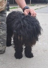 APOR, Hund, Puli-Mix in Ungarn - Bild 3