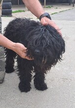 APOR, Hund, Puli-Mix in Ungarn - Bild 4