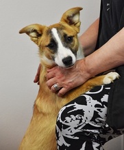 MAYAC61, Hund, Mischlingshund in Slowakische Republik - Bild 4