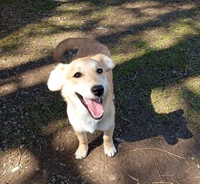 TESSAC62, Hund, Mischlingshund in Slowakische Republik - Bild 2