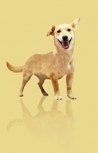 TESSAC62, Hund, Mischlingshund in Slowakische Republik - Bild 3