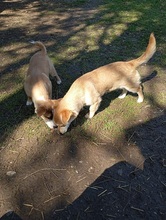 TESSAC62, Hund, Mischlingshund in Slowakische Republik - Bild 4