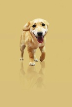 TESSAC62, Hund, Mischlingshund in Slowakische Republik - Bild 5