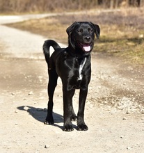 DOBBYS259, Hund, Mischlingshund in Slowakische Republik - Bild 1