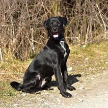 DOBBYS259, Hund, Mischlingshund in Slowakische Republik - Bild 10