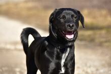 DOBBYS259, Hund, Mischlingshund in Slowakische Republik - Bild 11