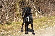 DOBBYS259, Hund, Mischlingshund in Slowakische Republik - Bild 12