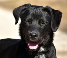 DOBBYS259, Hund, Mischlingshund in Slowakische Republik - Bild 13