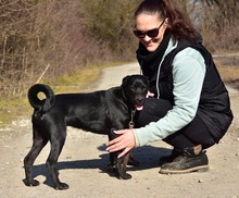 DOBBYS259, Hund, Mischlingshund in Slowakische Republik - Bild 2