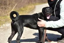 DOBBYS259, Hund, Mischlingshund in Slowakische Republik - Bild 4
