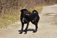DOBBYS259, Hund, Mischlingshund in Slowakische Republik - Bild 5
