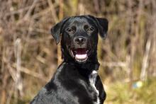 DOBBYS259, Hund, Mischlingshund in Slowakische Republik - Bild 7