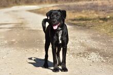 DOBBYS259, Hund, Mischlingshund in Slowakische Republik - Bild 8