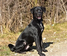 DOBBYS259, Hund, Mischlingshund in Slowakische Republik - Bild 9