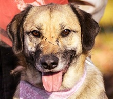 VILMAS260, Hund, Mischlingshund in Slowakische Republik - Bild 1