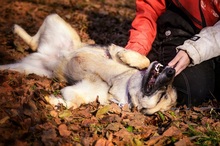VILMAS260, Hund, Mischlingshund in Slowakische Republik - Bild 2