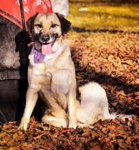 VILMAS260, Hund, Mischlingshund in Slowakische Republik - Bild 3