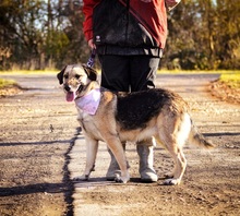 VILMAS260, Hund, Mischlingshund in Slowakische Republik - Bild 4