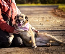 VILMAS260, Hund, Mischlingshund in Slowakische Republik - Bild 5