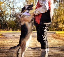 VILMAS260, Hund, Mischlingshund in Slowakische Republik - Bild 6