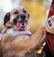 VILMAS260, Hund, Mischlingshund in Slowakische Republik - Bild 7