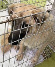 LENNY, Hund, Deutscher Schäferhund-Mix in Rumänien - Bild 1