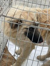 LENNY, Hund, Deutscher Schäferhund-Mix in Rumänien - Bild 2