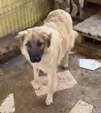 LENNY, Hund, Deutscher Schäferhund-Mix in Rumänien - Bild 3