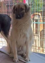 LENNY, Hund, Deutscher Schäferhund-Mix in Rumänien - Bild 4