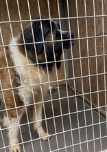 MAMLASZMACI, Hund, Bernhardiner-Mix in Ungarn