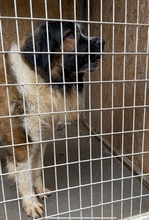 MAMLASZMACI, Hund, Bernhardiner-Mix in Ungarn - Bild 2