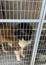 MAMLASZMACI, Hund, Bernhardiner-Mix in Ungarn - Bild 3