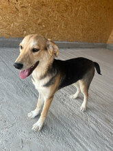 NARANJA, Hund, Mischlingshund in Rumänien - Bild 1