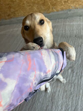 NARANJA, Hund, Mischlingshund in Rumänien - Bild 2