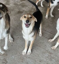 NARANJA, Hund, Mischlingshund in Rumänien - Bild 3