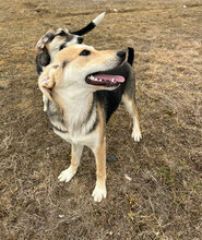 NARANJA, Hund, Mischlingshund in Rumänien - Bild 4