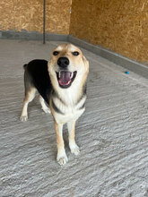 NARANJA, Hund, Mischlingshund in Rumänien - Bild 5
