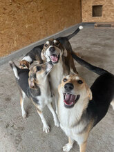 NARANJA, Hund, Mischlingshund in Rumänien - Bild 6