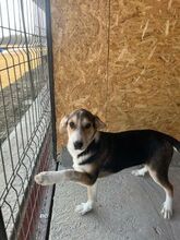 AZUL, Hund, Mischlingshund in Rumänien - Bild 1