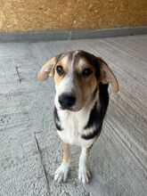 AZUL, Hund, Mischlingshund in Rumänien - Bild 3