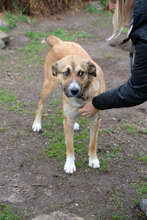 CHLOE, Hund, Mischlingshund in Bulgarien - Bild 2