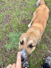 CHLOE, Hund, Mischlingshund in Bulgarien - Bild 3
