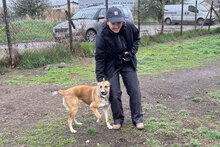 CHLOE, Hund, Mischlingshund in Bulgarien - Bild 4