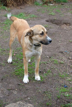 CHLOE, Hund, Mischlingshund in Bulgarien - Bild 5