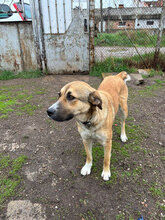 CHLOE, Hund, Mischlingshund in Bulgarien - Bild 6