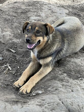 TOFFEE, Hund, Mischlingshund in Rumänien - Bild 2